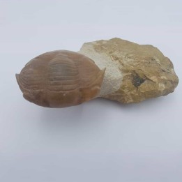 Trilobite Illaenus schmidti