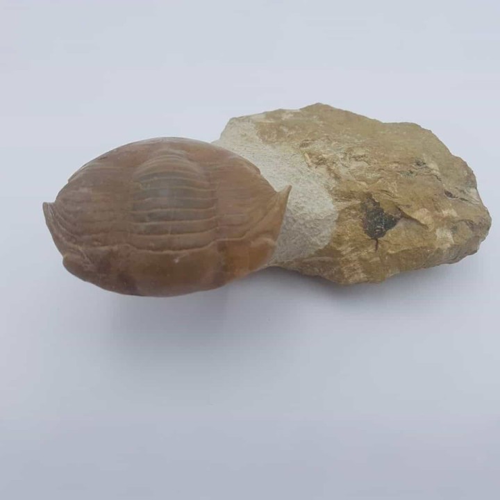 Trilobite Illaenus schmidti