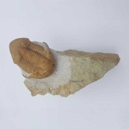 Trilobite (Illaenus tauricornis)