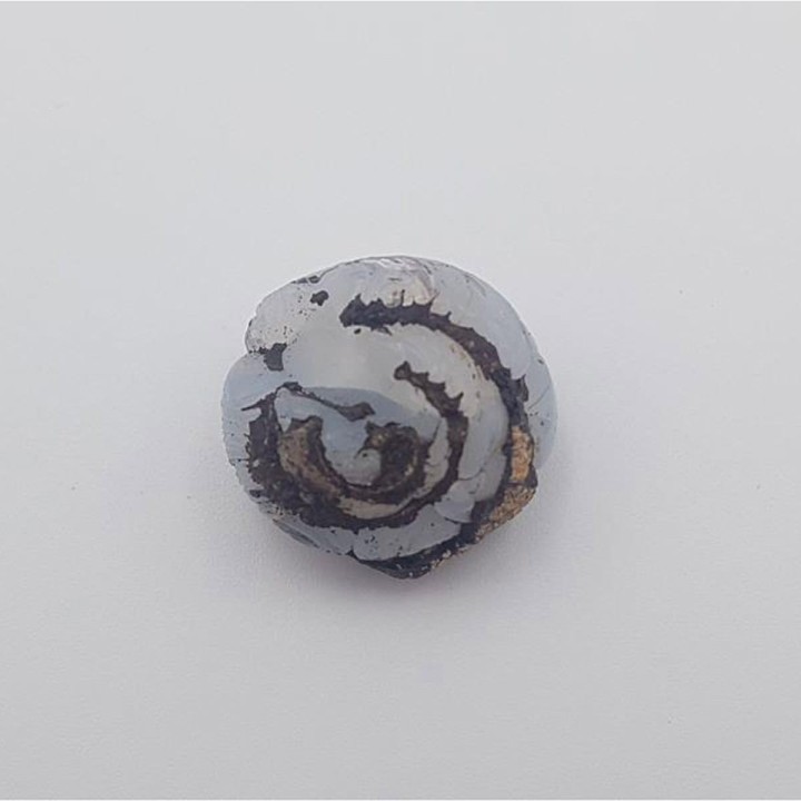 Escargot Helix ramondi fossile en lussatite