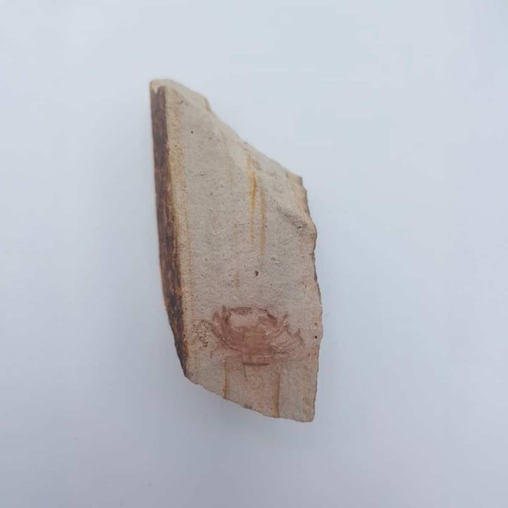 Crabe fossile Pinnixa galliheri