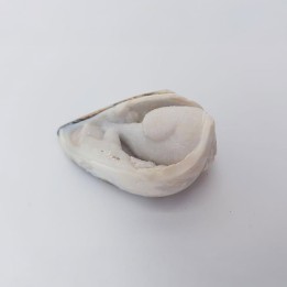 Coquillage fossile avec cristaux