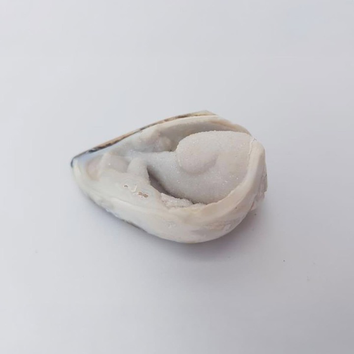 Coquillage fossile avec cristaux