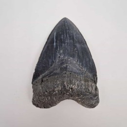 Dent de Carcharodon mégalodon