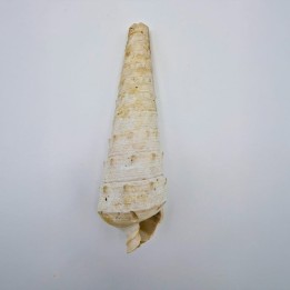 Coquillage fossile Campanile giganteum