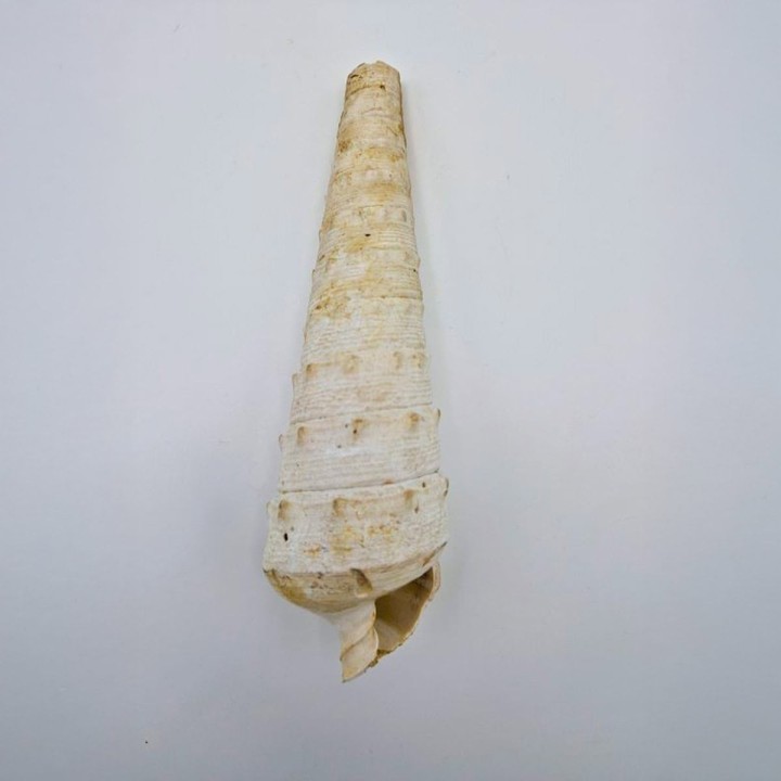 Coquillage fossile Campanile giganteum