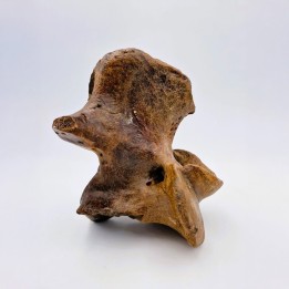 Vertèbre fossile de bison (Bison priscus)