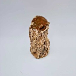 Tronc d'arbre pétrifié fossile