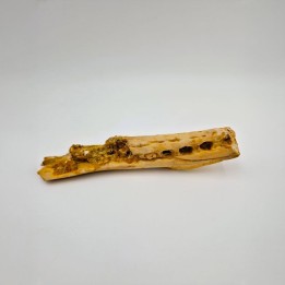 Mandibule fossile de crocodile Hamadasuchus rebouli