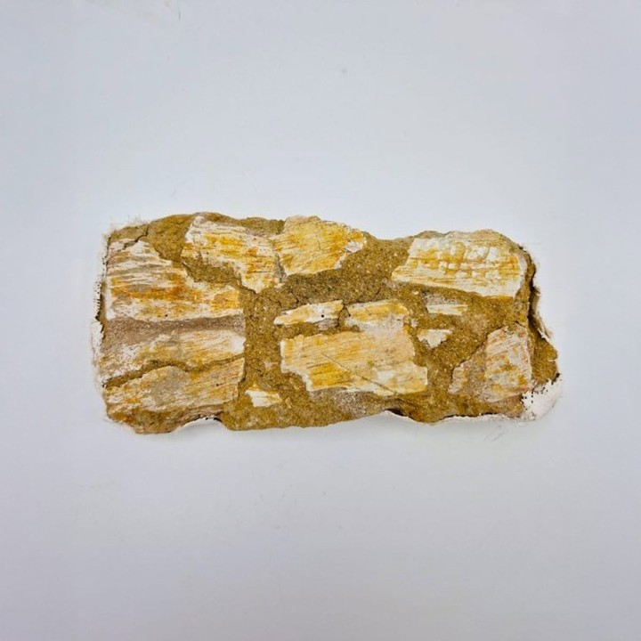 Os de Mosasaure