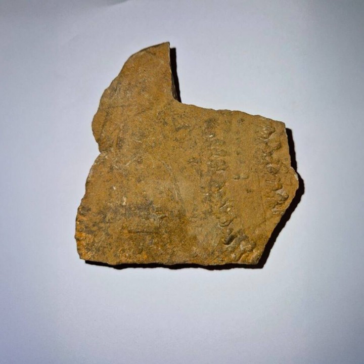 Empreinte fossile de pas de trilobite