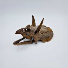 Crâne de Tricératops miniature