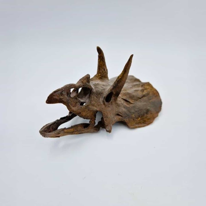 Crâne de Tricératops miniature
