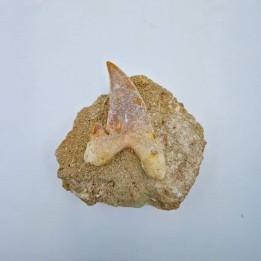 Dent de requin fossile Paleocarcharodon orientalis