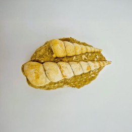 Turritelle. sp (Turritella)