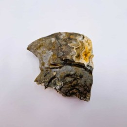 Ammonite avec minéraux