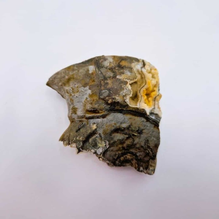 Ammonite avec minéraux
