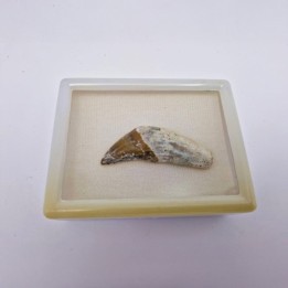 Dent de Basilosaure (basilosaurus. sp)