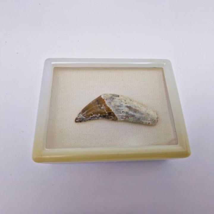 Dent de Basilosaure (basilosaurus. sp)