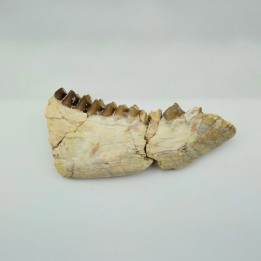 Oréodont (Merycoidodon gracilis)