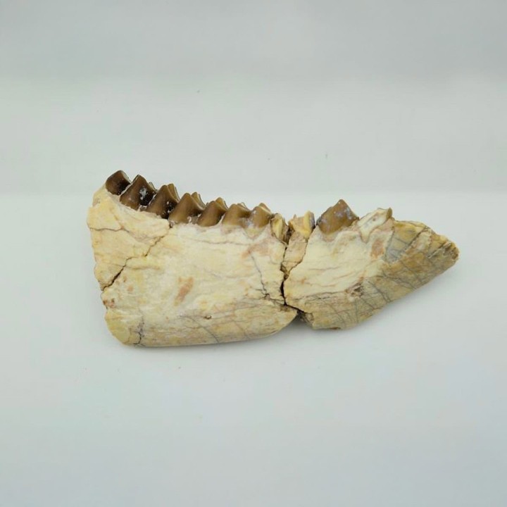 Oréodont (Merycoidodon gracilis)