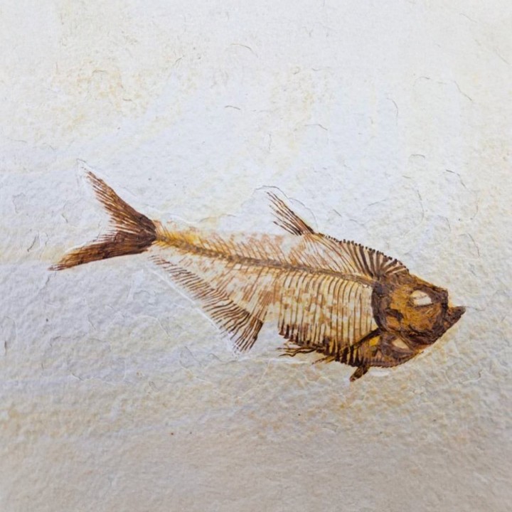 Poisson Diplomystus dentatus