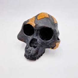 Crâne de l'australopithèque Lucy
