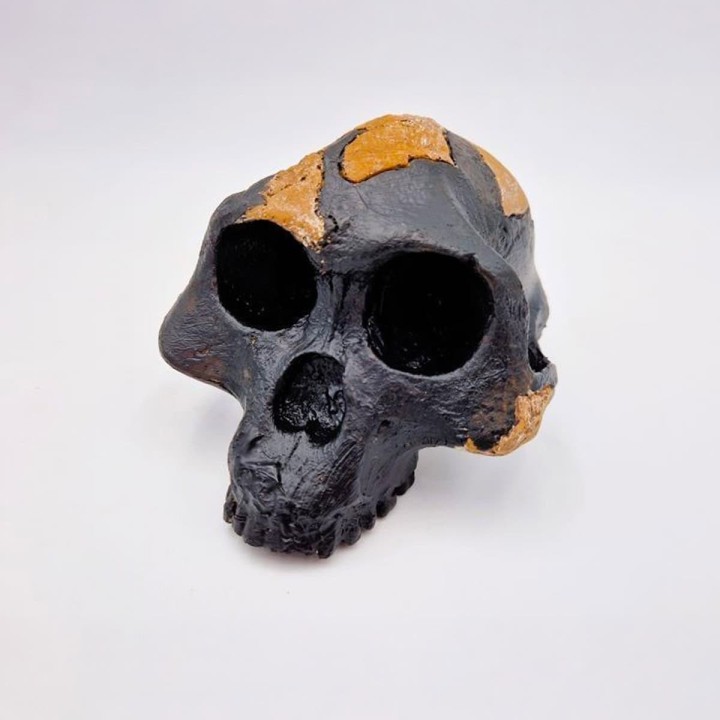 Crâne de l'australopithèque Lucy