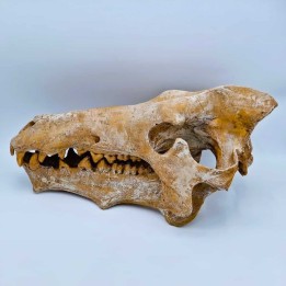 Crâne de Archaeotherium