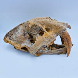 Tigre à dent de sabre (Smilodon fatalis)