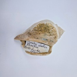 Strombus alatus fossile