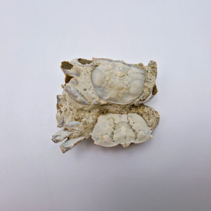 crabes (Macrophthalmus. Sp)