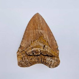 Dent de Carcharodon mégalodon