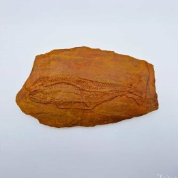 Moulage d'un poisson de Cerin