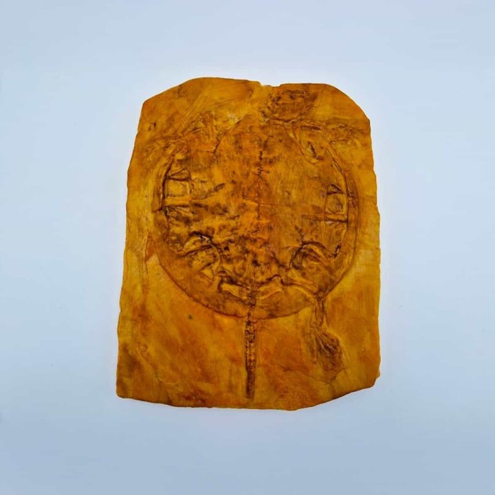 Moulage de tortue fossile : Idiochelys fitzingeri