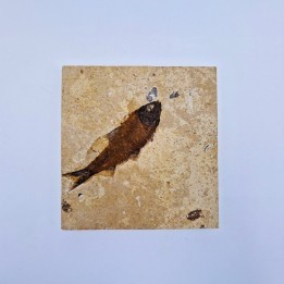 Poisson fossile Knightia eocaena
