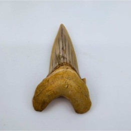 Dent de requin (Otodus sokolovi)