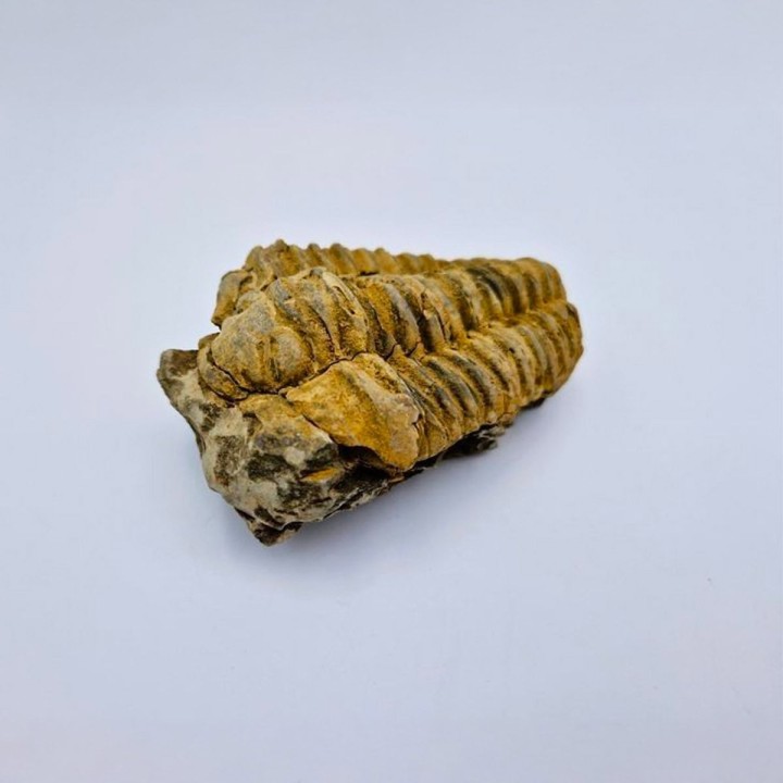 Gros Trilobite Calymene