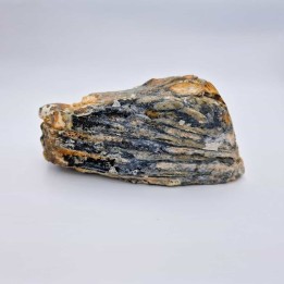 Dent de mammouth laineux 1 (Mammuthus primigenius)