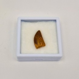 Dent de dinosaure Deltadromeus agilis