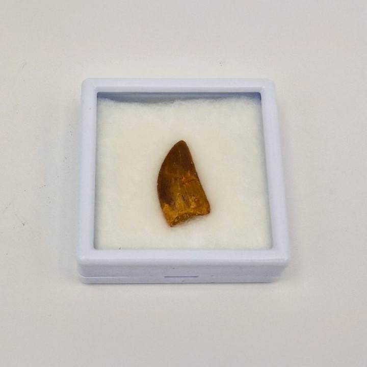Dent de dinosaure Deltadromeus agilis