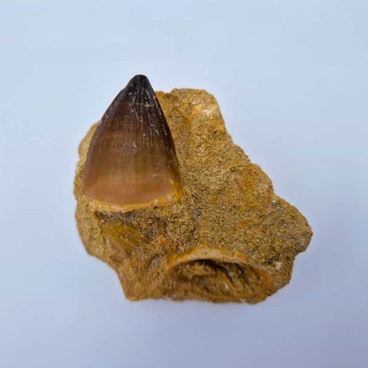 Dent de mosasaure sur gangue (Prognathodon Anceps)