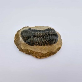 Trilobitre du Maroc Reedops (phacops)