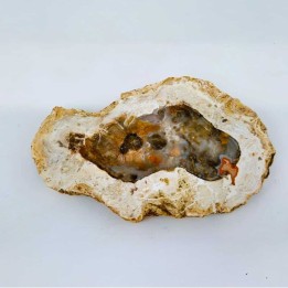 Bois fossile ou pétrifié de Madagascar