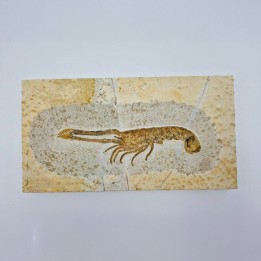 Langoustine fossile (Mecochirus.sp)