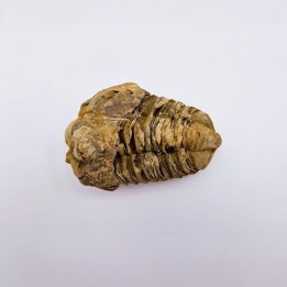 Trilobite Calymene 1
