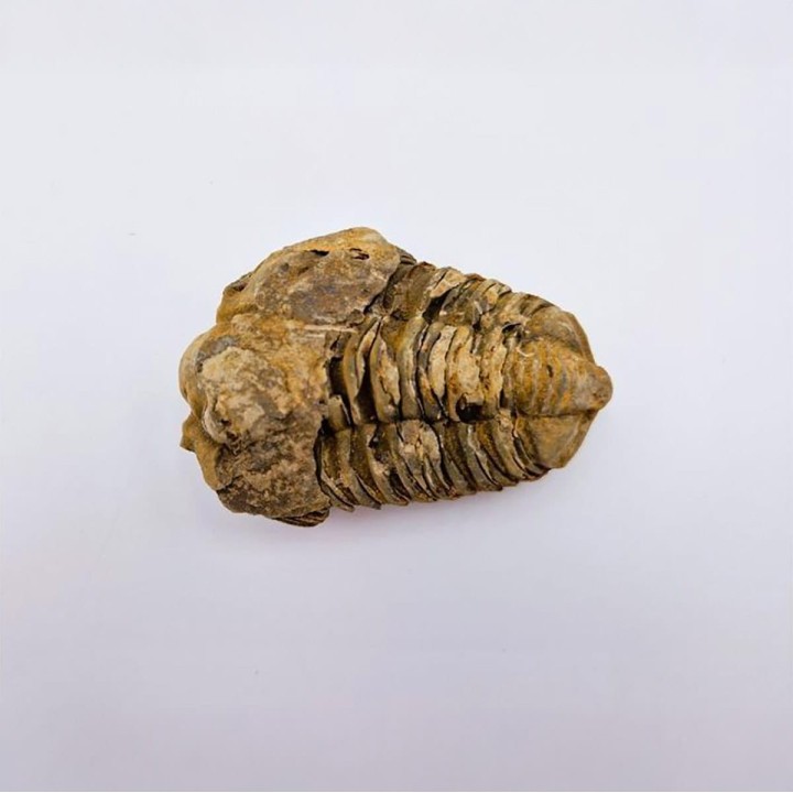 Trilobite Calymene 1