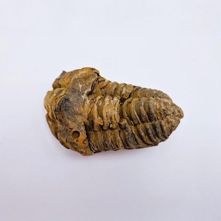 Trilobite Calymene 2