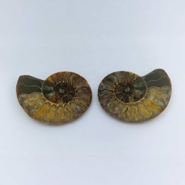 Ammonite Fossile Cleoniceras