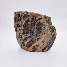 Fougère fossile de Montceau les Mines